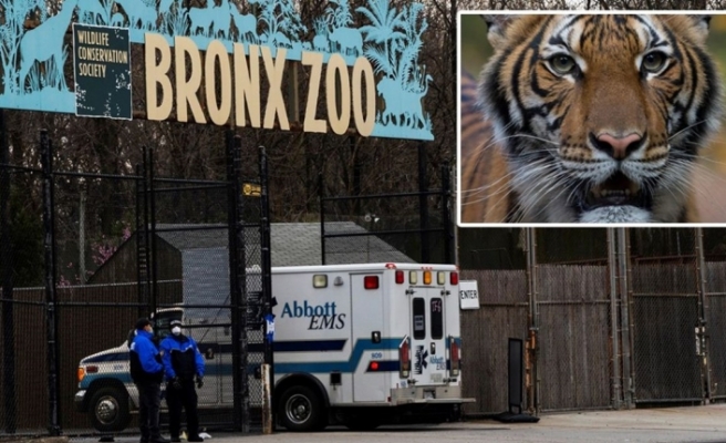 New York’ta hayvanat bahçesindeki kaplan Nadia’da Korona virüs çıktı
