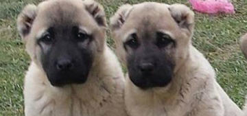 Kalkanlı’da Çaldığı Köpekleri Satan İki Kişiden Biri Tutuklandı