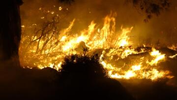 ABD’nin batısındaki orman yangınlarında ölü sayısı artıyor