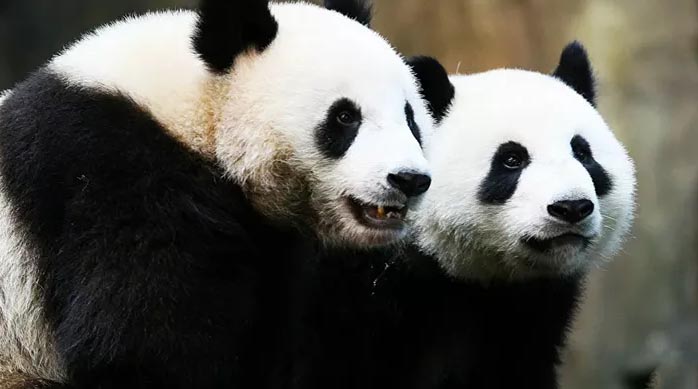 Yetkililerin 10 yılda yapamadığını karantina yaptı: Pandalar ilk kez çiftleşti